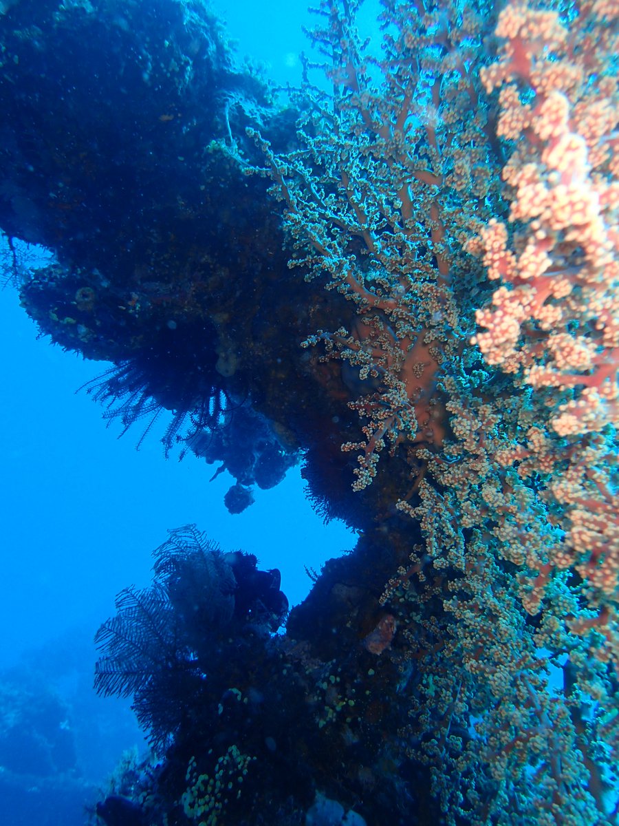 Come explore the ship wreck in Bali, book to enadive.com #shipwreck #lifecoral #coralreef #divers #scubadiver #balidiving