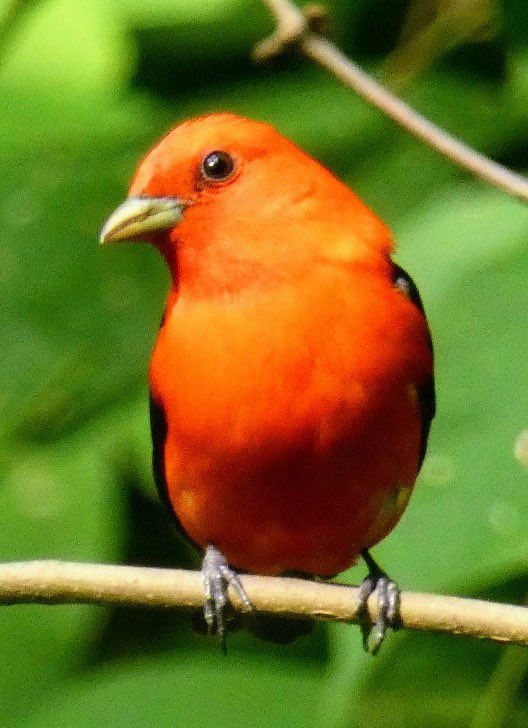 Monday in @CentralParkNYC with a scarlet tanager. I never tire of seeing these birds; it’s a thrill each time. #BirdTwitter #wildlifephotography #BirdsSeenIn2024 #birdcpp #birdcpnyc #biodivercity #naturephotography #birdphotography