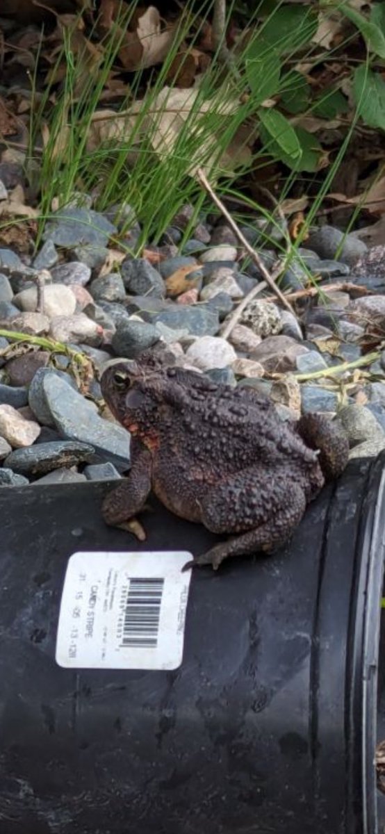 Teambre24 tweet media