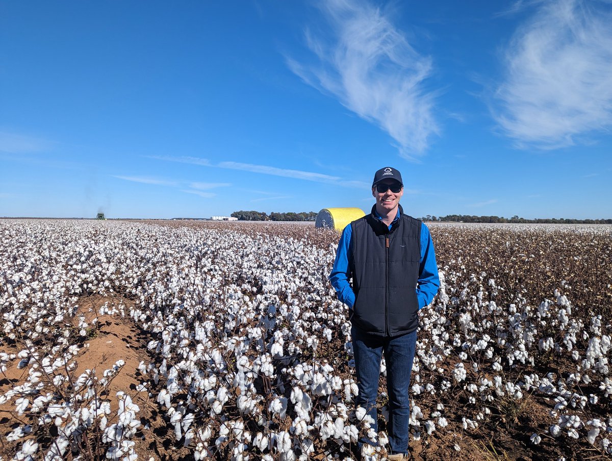 Beautiful day for start of cotton picking at IREC Field Station!