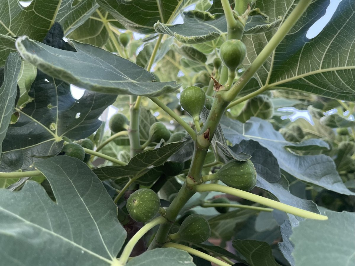 kristileilani's tweet photo. It looks like my five year old fig tree is going to have a lot to offer this season. #Gardening #Zone9b https://t.co/zbd2a7sFEv