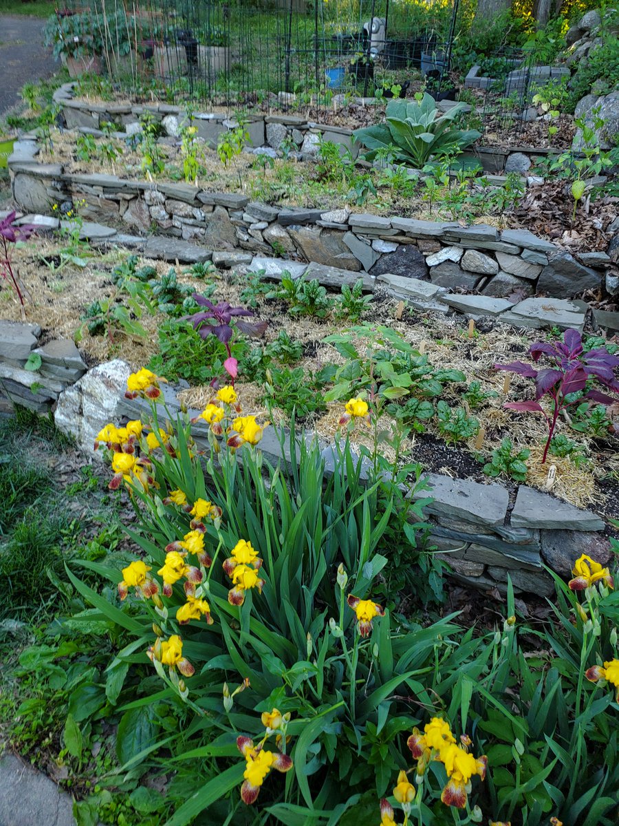 These are some of our stone hugulkultur beds 20' x 4.5' and about 5' deep filled end to end with plants This is right outside my studio So I would say it influences my music