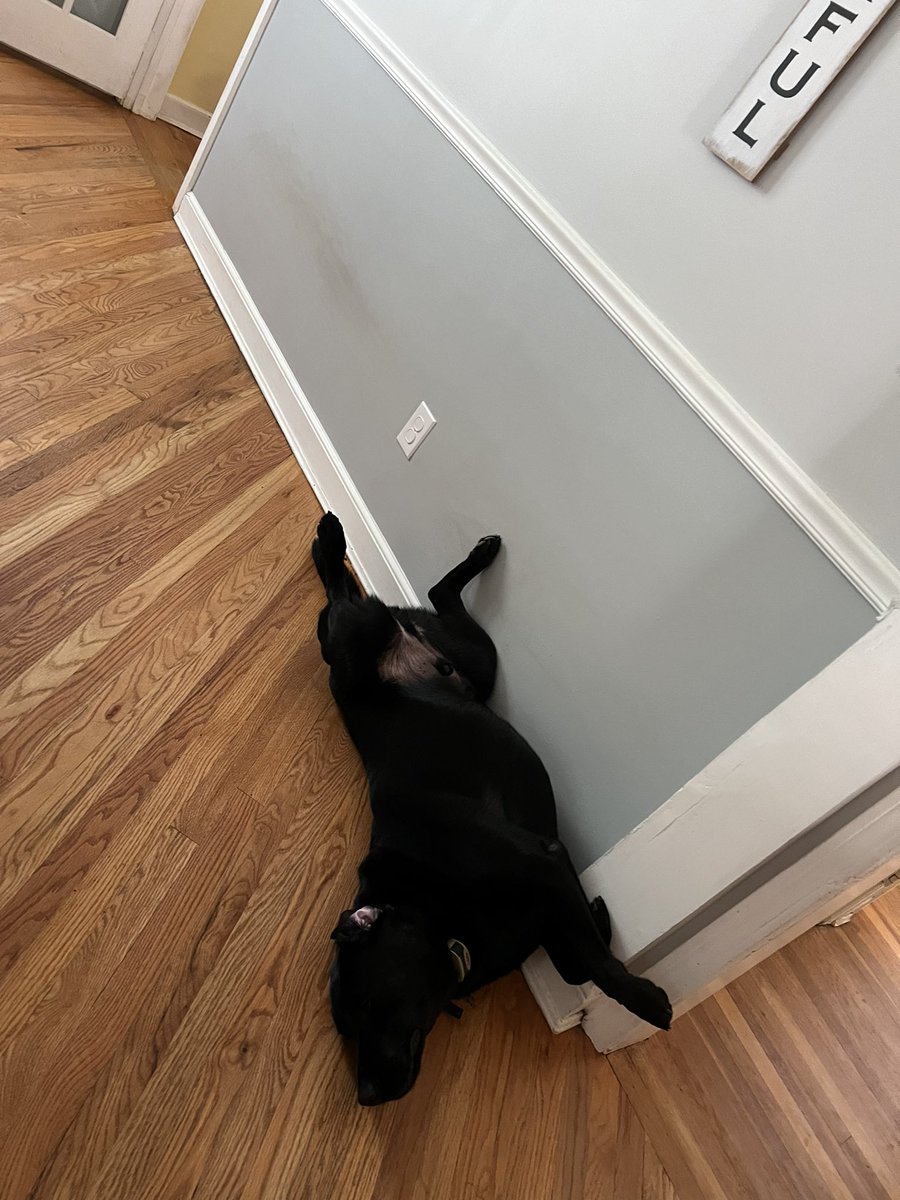 Milo Man & Morgan (@MiloManBlackLab) / Posts / X