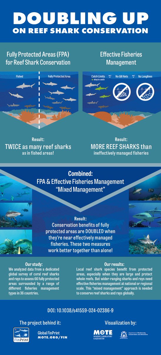 New paper: Fully protected areas that are large and cover whole reefs provide conservation benefits for reef sharks🦈 Benefits DOUBLE when embedded within areas of effective fisheries management‼️

This "mixed management" approach boosts global conservation of elasmobranchs🦈