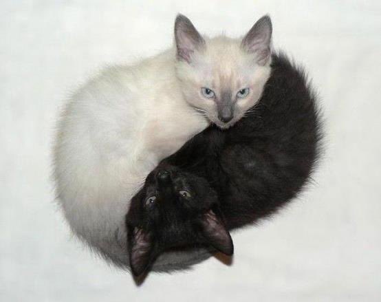 PunchingCat's tweet photo. ☯️ https://t.co/oXRGBJPFSW