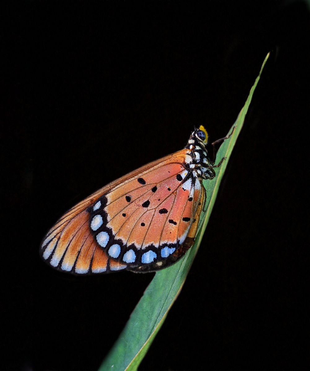 malar ♥️captured with #pixel 3a #Teampixel 
@madebygoogle

 Powered by #ShotOnSnapdragon 
@Snapdragon_UK

@jeffrey_jpeg

#ngtindia
 paired with sony 25mm macro lens #Macrohour #earthcapture #natgeoindia thank you 🙏 
@gregcroc

@yo_mismo1