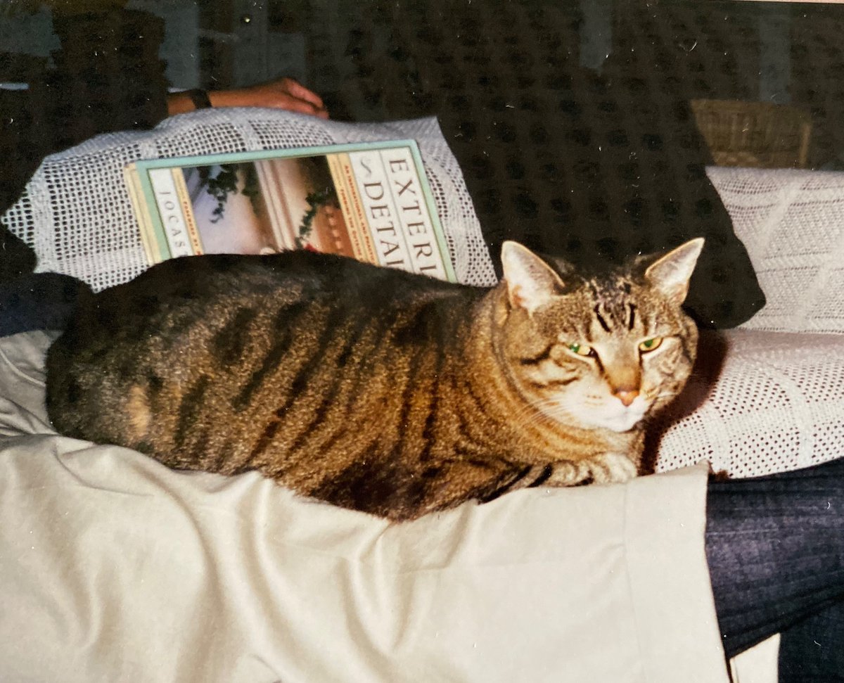 ClaxtonOkajima's tweet photo. @smallquillrat Waffles-Chan Pretty Cat, I know that you're going to beat this, this time, once and for all, and live a long happy healthy life! You're one of the prettiest cats in America! #FIPWarrior #FIP #CatsOfTwitter #CatsOfX #CatsOfInstagram #BeatFIP https://t.co/hsAI10D24C