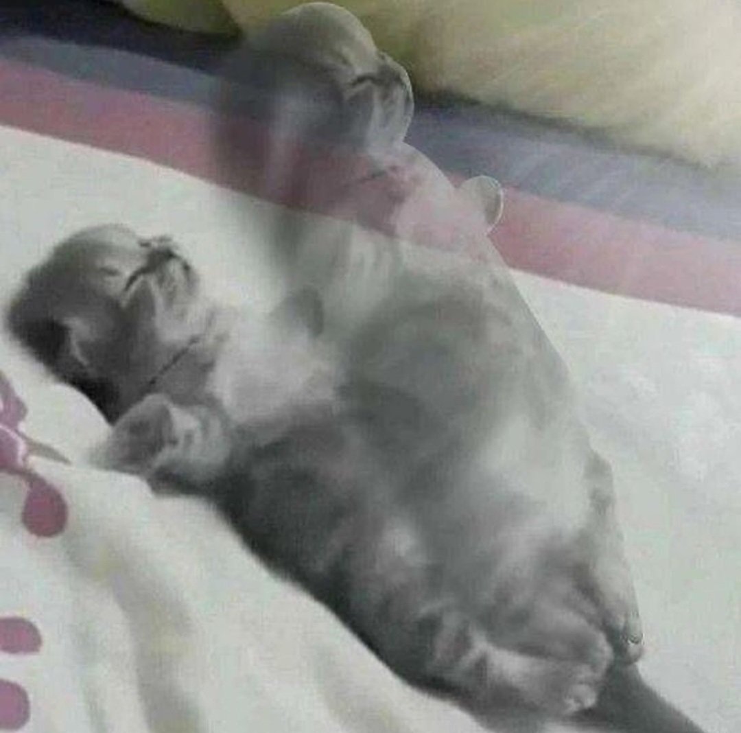 smol silly cat (@catsillyness) on Twitter photo 