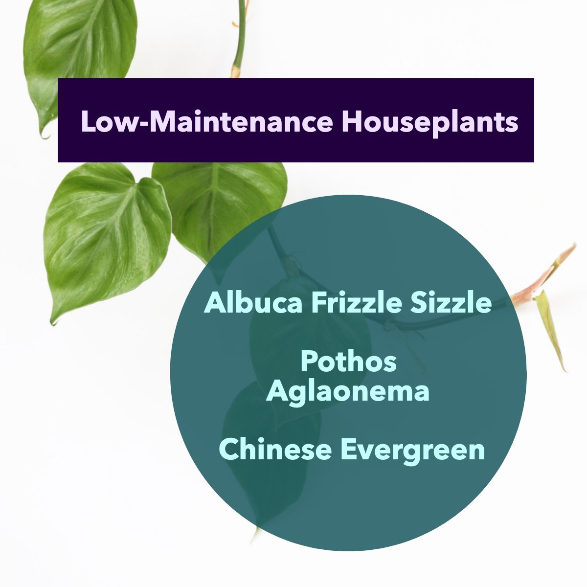 Who says you need a green thumb to fill your home with greenery? 🌾🌱

👀 These low-maintenance indoor plants will thrive with minimal care: 😀

Albuca Frizzle Sizzle
Pothos Aglaonema
Chinese Evergreen

#houseplants #indoorplants #plantcare #decor #plants