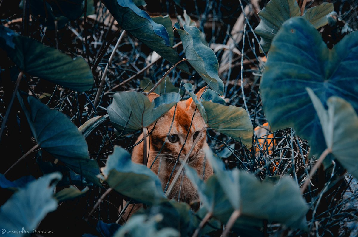 Mari bersembunyi.

#photojournalism #photographers #photographycommunity #photo #photographylovers #photography #Animal #cat