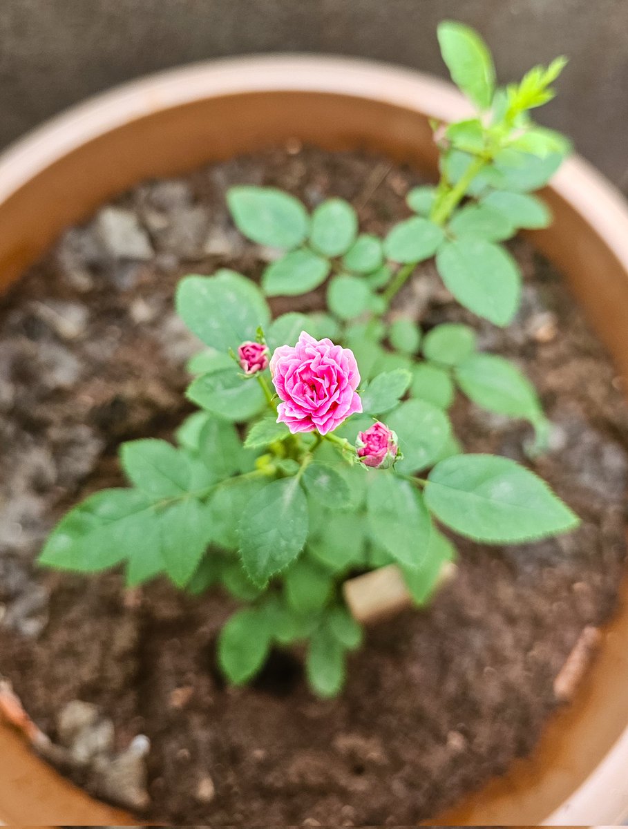 Good morning from Button the bud 

#theme_pic_India_flowers