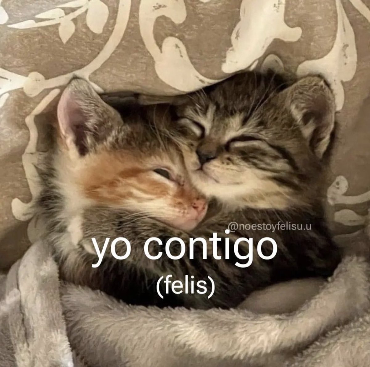 cxrrly's tweet photo. Tal cual https://t.co/aIC0mm5j1R