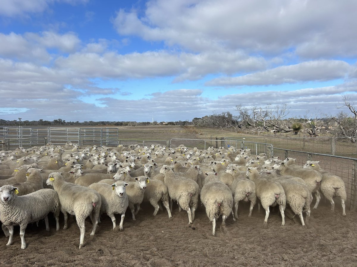 mickystanton's tweet photo. Pre lambing vaccines today

Very dry conditions but sheep in great condition 

Waiting on wecs

#glanery #multimin #wec #hollandstocklift https://t.co/hyVxoX76lx