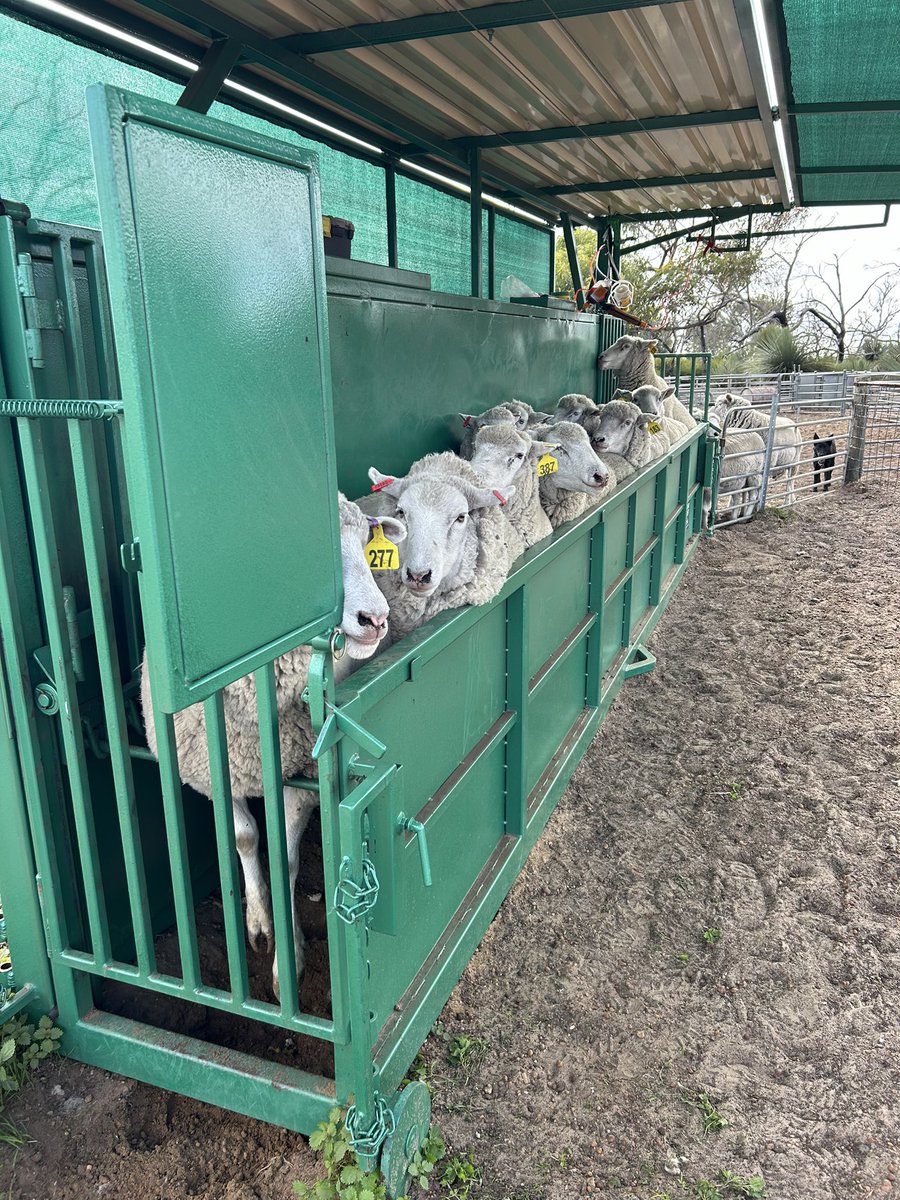 mickystanton's tweet photo. Pre lambing vaccines today

Very dry conditions but sheep in great condition 

Waiting on wecs

#glanery #multimin #wec #hollandstocklift https://t.co/hyVxoX76lx