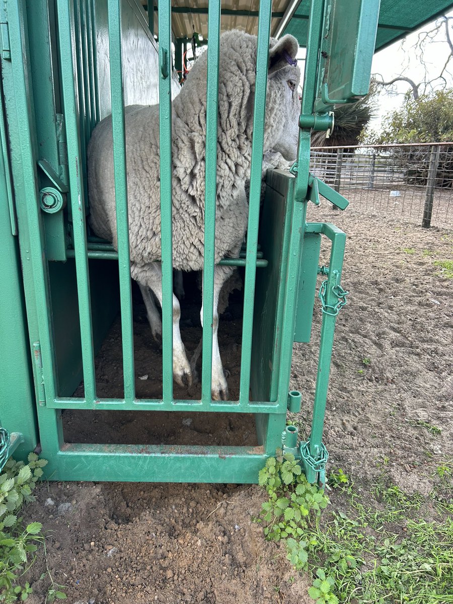 mickystanton's tweet photo. Pre lambing vaccines today

Very dry conditions but sheep in great condition 

Waiting on wecs

#glanery #multimin #wec #hollandstocklift https://t.co/hyVxoX76lx