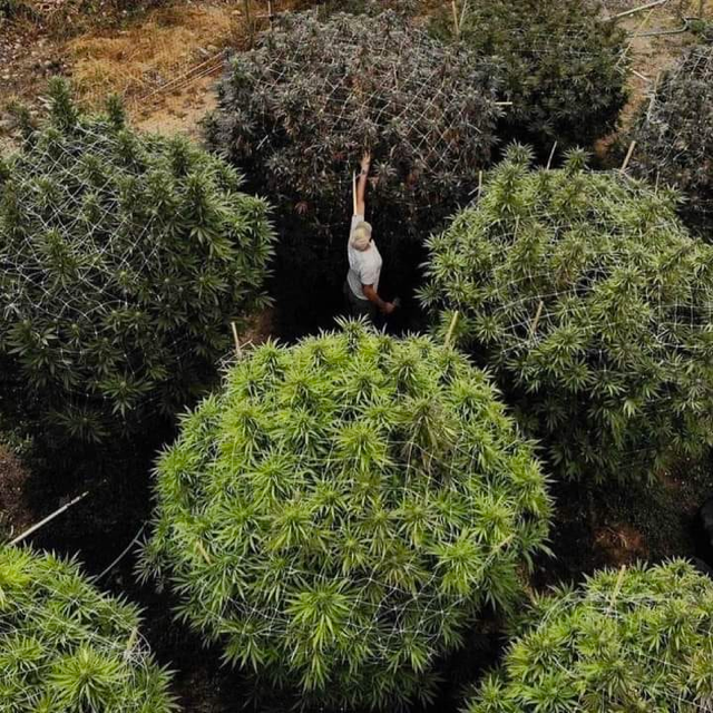 Farming 👨🏻‍🌾 is hard 💪 but satisfying work 🌾 #maryjane #indica #sativa #weed #marijuana #growyourown