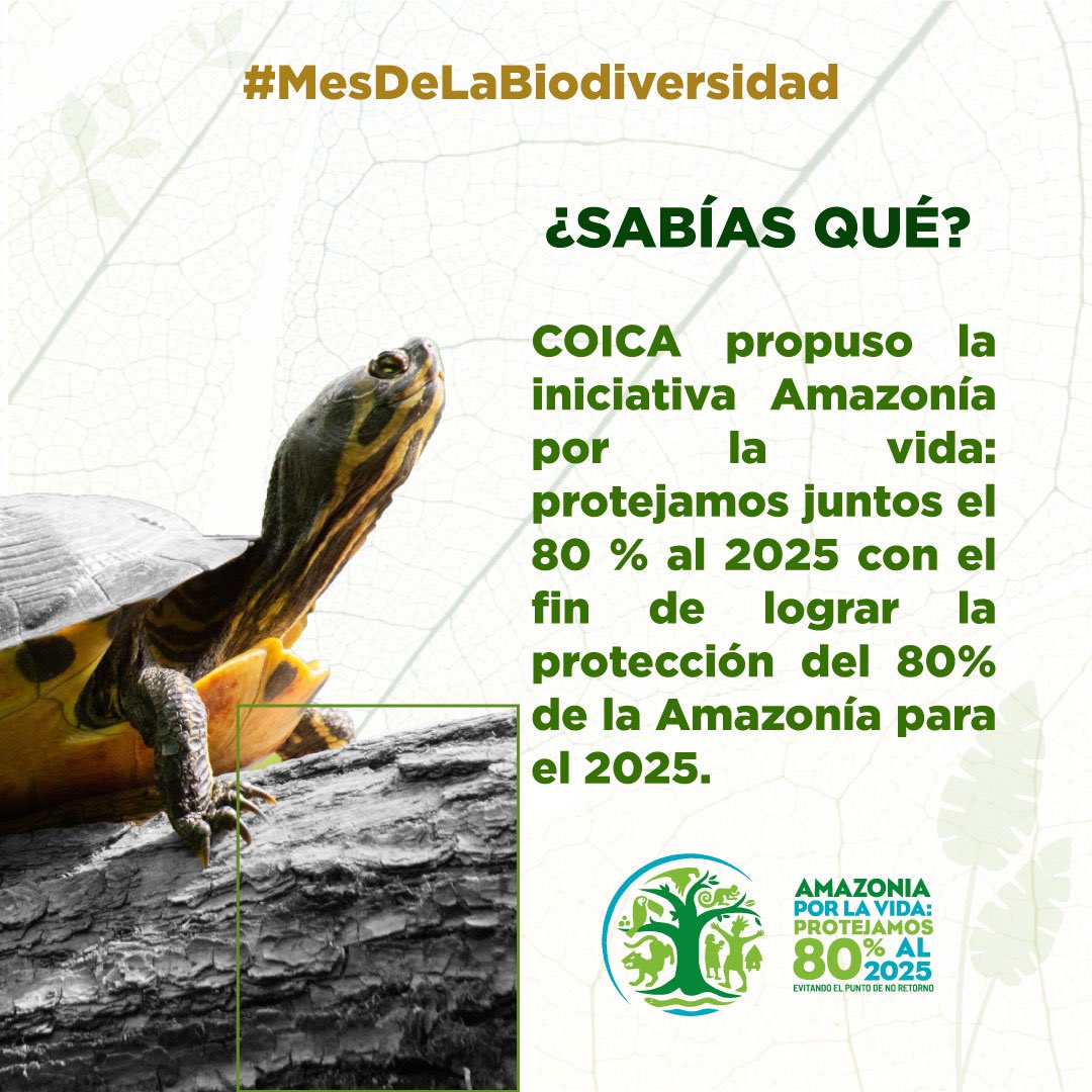 #mesdelabiodiversidad | En el año 2021 la @uicn_sur aprobó la moción 129 que busca proteger el 80% de la Amazonía en 2025 🍃 Cientos de organizaciones y el gobierno colombiano se han sumado a nuestra lucha! 👉🏼 El momento de actuar es ahora ✊🏽