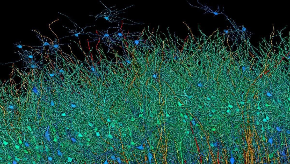 Picture of 1 cubic millimeter of brain.
Full scan of 1 cubic millimeter of brain tissue that took 1.4 petabytes of data, equivalent to 14,000 4K movies.
There are more synapses in the brain than stars in the Milky Way.