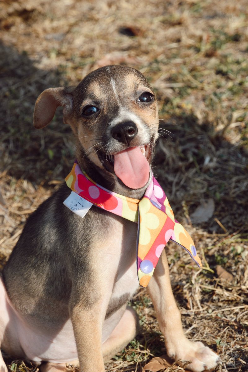 Nadie nos ha preguntado por Lucia 🥹 Si te interesa darle un lindo hogar porfavor escribe al +507 6730-9516 si no, porfavor comparte. 🙏🏻