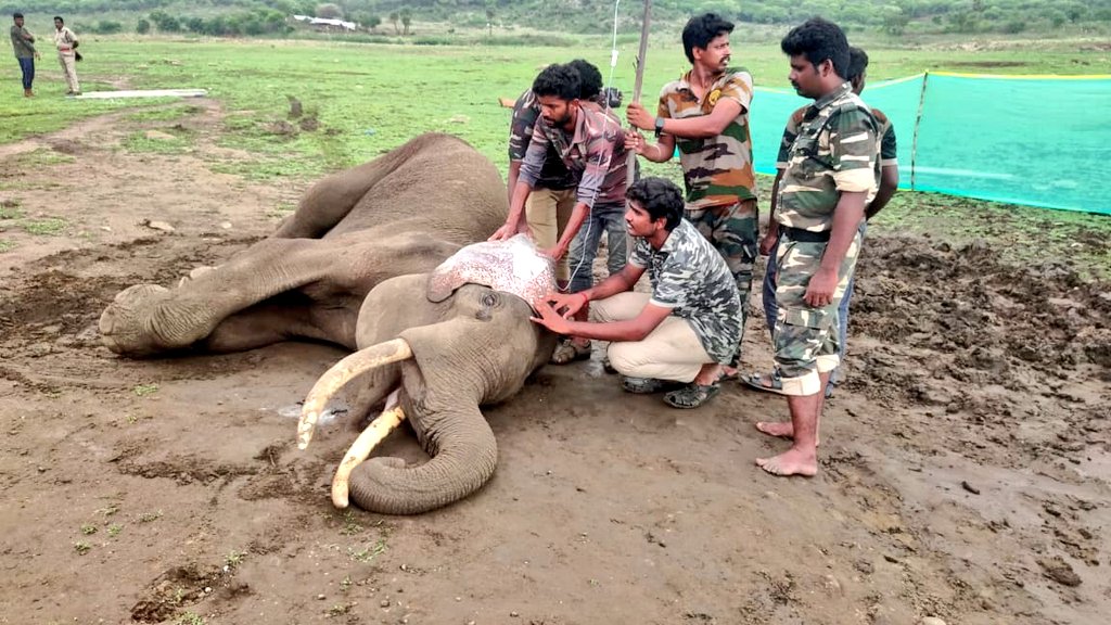 சத்தியமங்கலம் புலிகள் காப்பகம் கொண்டப்பநாயக்கன்பாளையம் அடுத்த பெரும்பள்ளம் அணை நீர்தேக்க பகுதியில் உடல்நலம் பாதிக்கப்பட்ட ஆண் யானை உயிரிழப்பு வனத்துறை விசாரணை.@tnforestdept @supriyasahuias 
#TNForest 
#elephantdeath
#eleohant