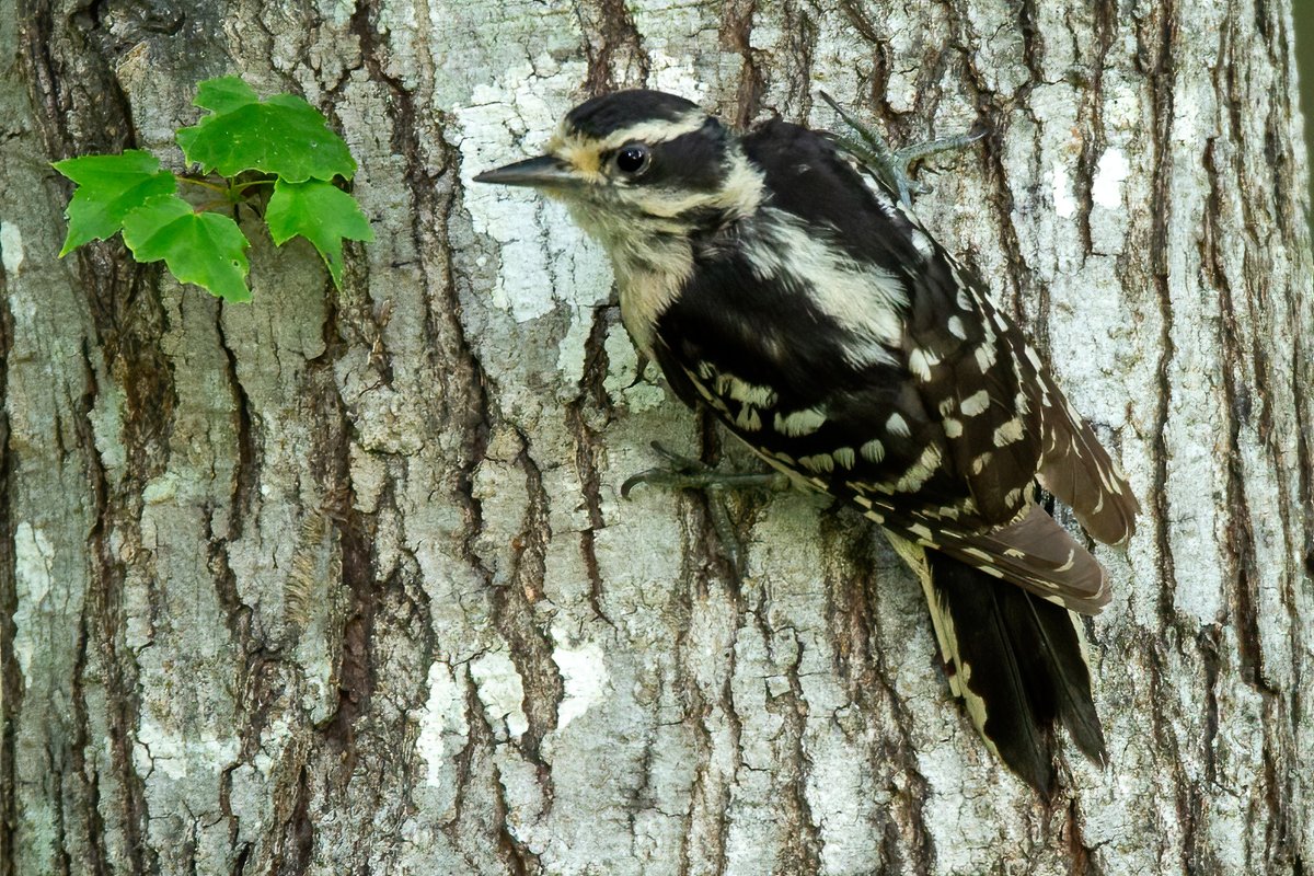 A Downy Woodpecker in the late afternoon sunlight. #downywoodpacker #TwitterNatureCommunity
