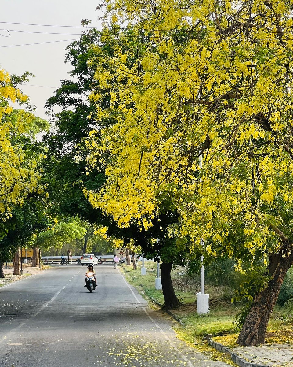 Yellow Trees of City Beautiful🍂🌼🧡

Credit: Shades of Chandigarh 🍁 
#chandigarh #punjabwaley #awesomechandigarh #amaltaas #beautifultrees #aesthetics #beauty #shadesofyellow #explore #iphonephotography #follow #dailypost #trees