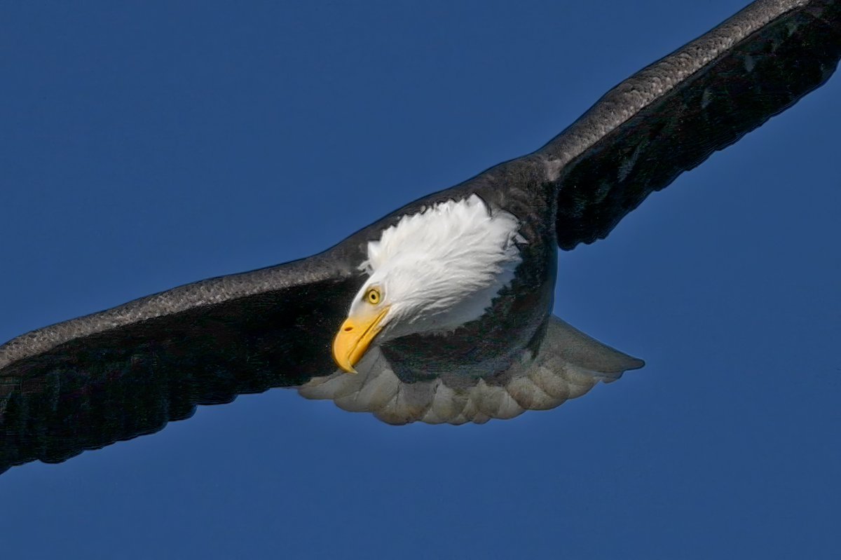 A Bald Eagle deep in concentration before diving to catch fish @ Conowingo Dam along the lower Susquehanna River, Maryland, USA. (2023-11-19) #NaturePhotography #TwitterNatureCommunity #BBCWildlifePOTD #ThePhotoHour #IndiAves #eagles