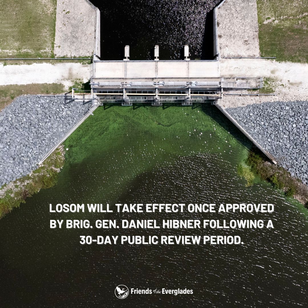 🚨 BREAKING: Friends of the Everglades has just confirmed that the new Lake Okeechobee management plan final report will be released Friday, prompting a 30-day public review. LOSOM is expected to take effect once signed by Army Corps Commander Brig. Gen. Hibner in mid-August.