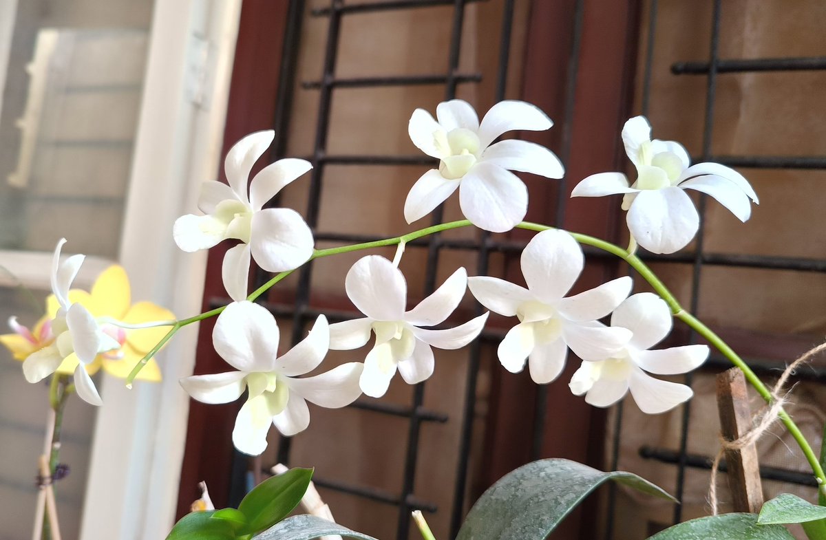 New members of our Orchid family😍 ಮಾಸಗಳು ಕಳೆದರೂ ಮಾಸದಿರುವ ಚೆಲುವು ಜೀವಿಸುವ ಛಲವು ಅದೇ ಆರ್ಕಿಡ್ ಹೂವು #Orchids