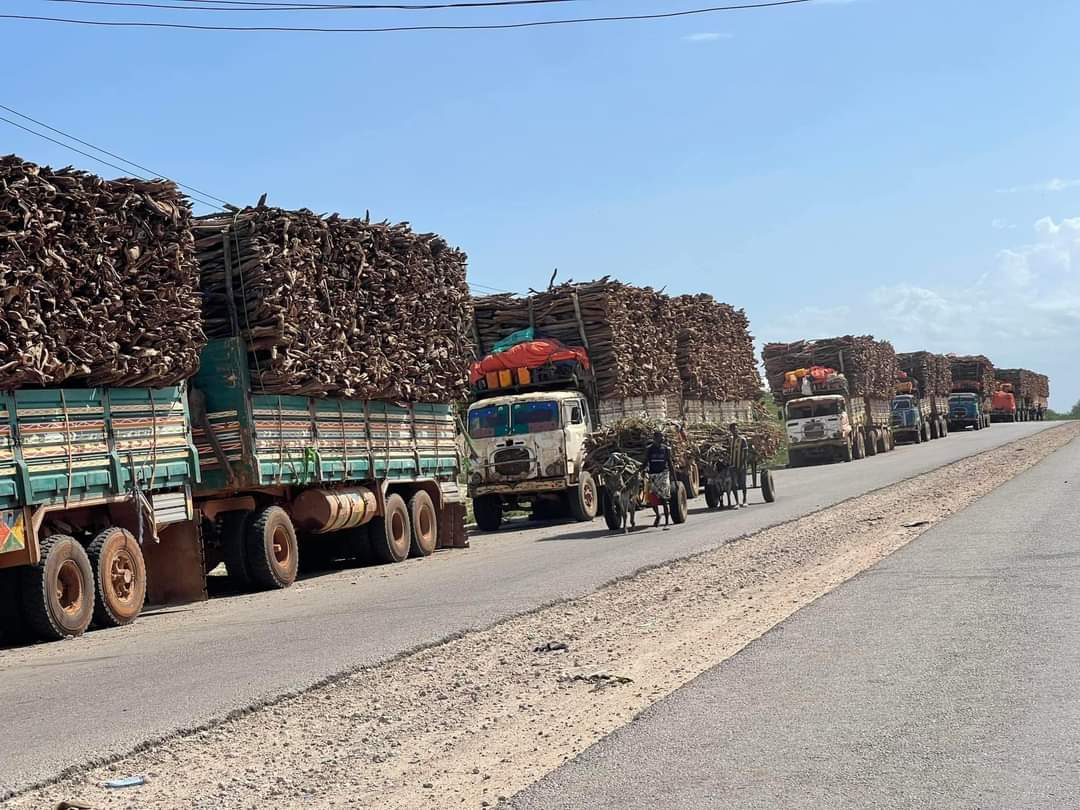 #SEEDO Foundation: Deforestation in Jubbaland, South West has risen 15% in 6 months, an ecological disaster. We implore the federal and state environment ministries to enforce logging bans, fund reforestation, and implement policies to urgently halt this crisis.
#Urgent #action