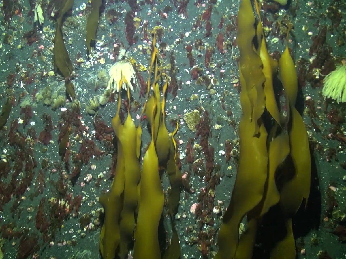 NIWA researchers recently discovered vast amounts of seaweed growing in the Ross Sea, suggesting Antarctica may be storing more carbon than previously thought. 🌿❄️

Read the full story here ➡️ niwa.co.nz/news/antarctic…