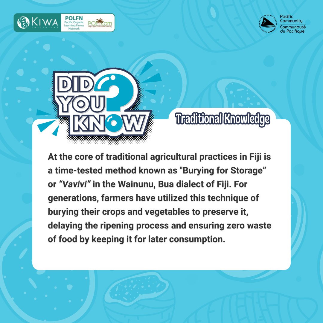 🍃 The traditional agricultural method of 'Burying for Storage' in #Fiji is referred to as 'Vavivi' in the Bua province. This involves burying crops to preserve and thus delaying their ripening process & food wastage is minimised. #LRD @PoetCom1 #traditionalknowledgetuesdays