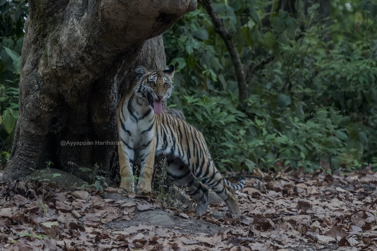 Tigress cub giving flehmen response. Pic taken at Dhikala. #IndiAves #BBCWildlifePOTD #natgeoindia #SonyAlpha #ThePhotoHour @UTDBofficial