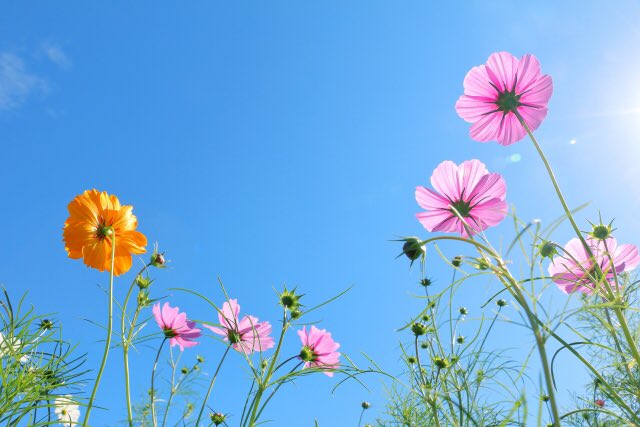 癌や脳卒中、心筋梗塞など大きな病気の背景に睡眠障害が関わっているケースがある。

質の悪い睡眠は免疫力低下や細胞修復を阻害する。

精神的ストレスや過労は体を硬らせるため、体が休まらず睡眠の質が悪くなる。

最低でも1日の終わりに湯船に浸かり体を弛めることが必要。