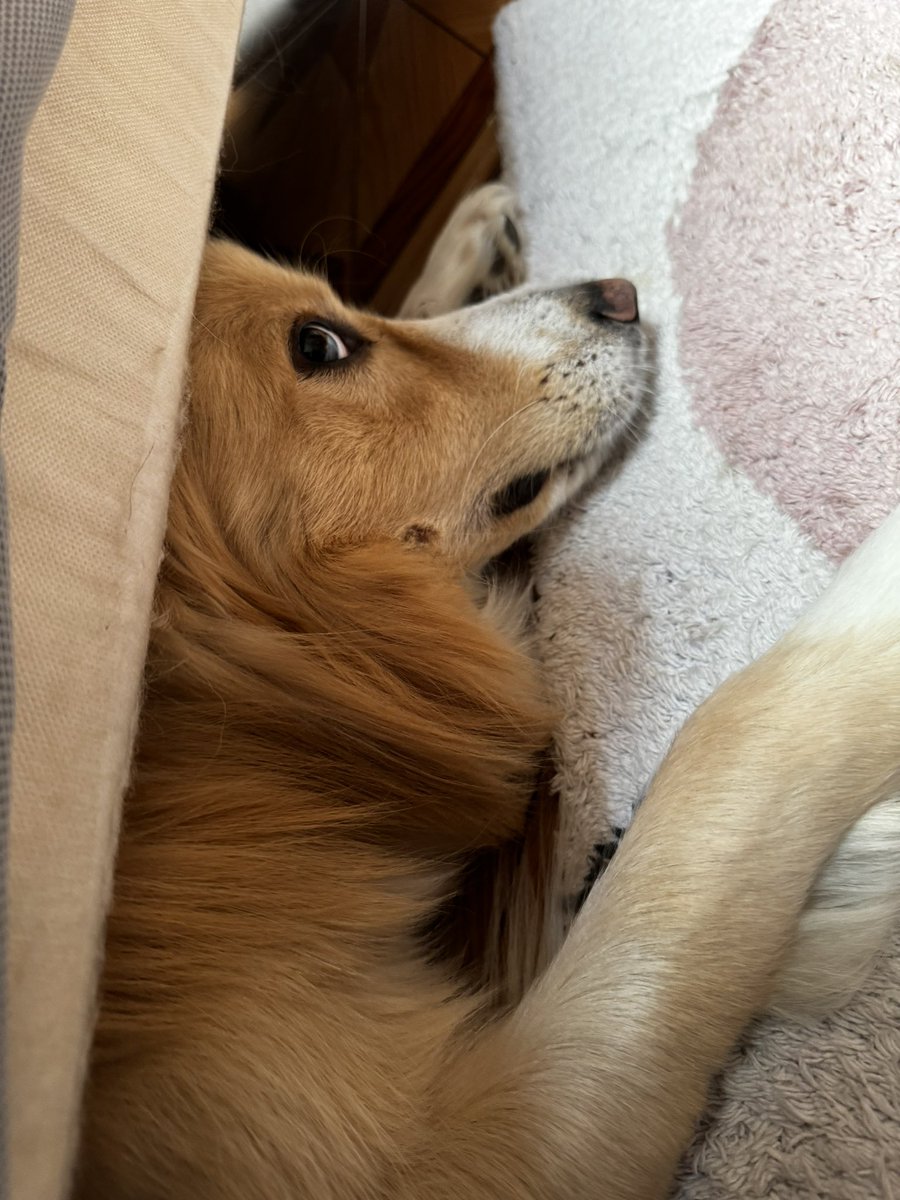 Charlotte116444's tweet image. #goodmorningtwitter #BorderCollie