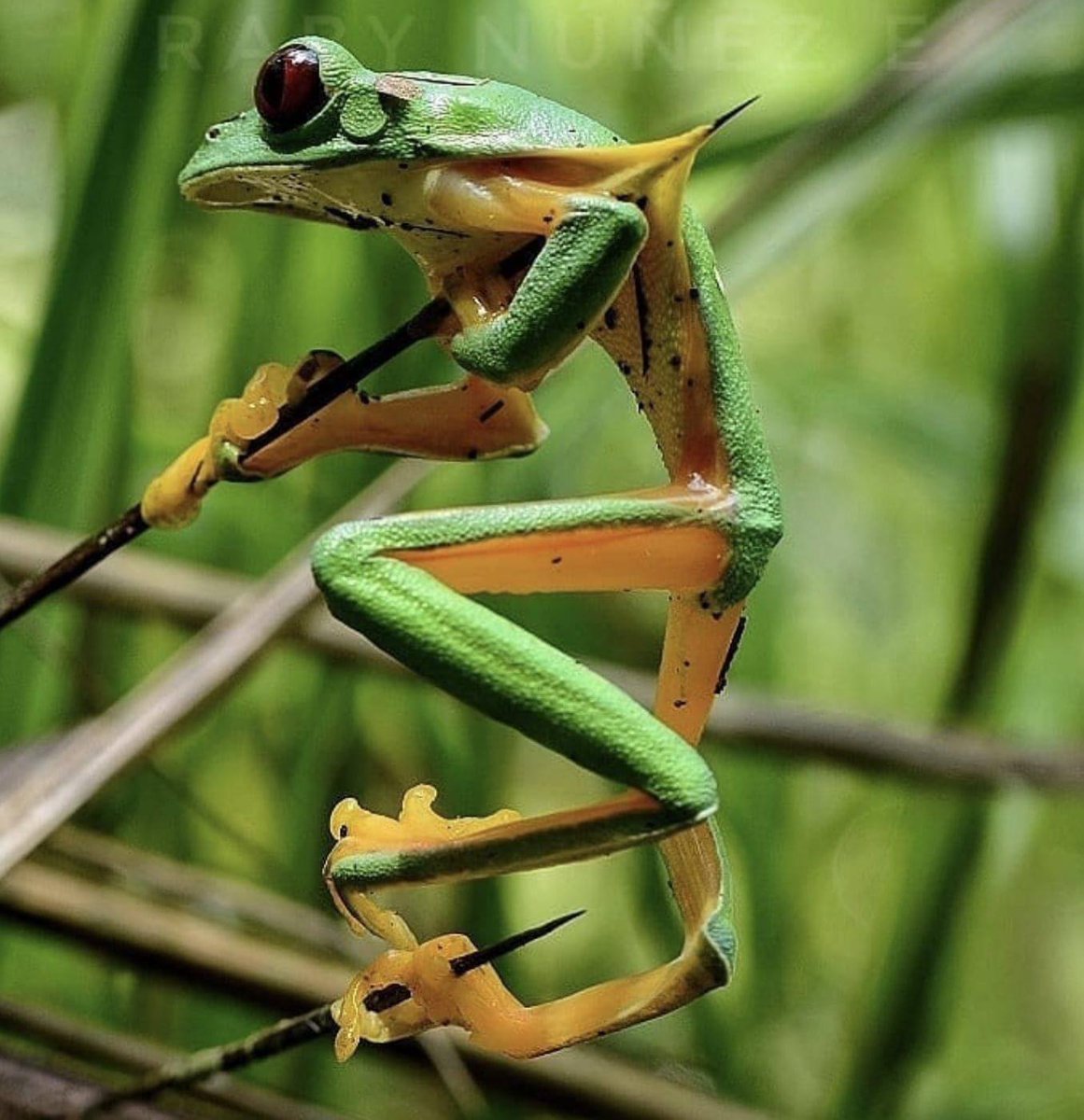 Un triste final 🥺🐸