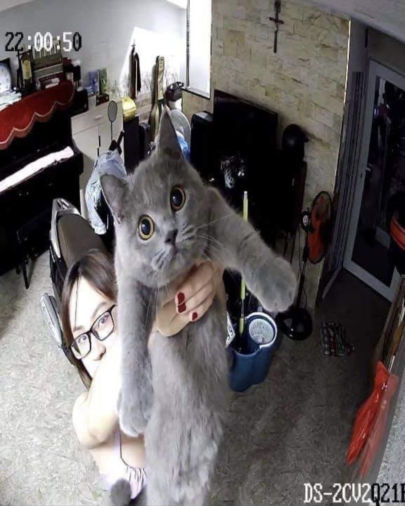 Punch Cat tweet media