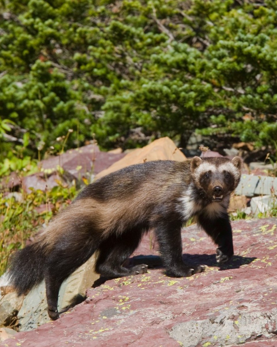 Colorado Parks and Wildlife tweet media