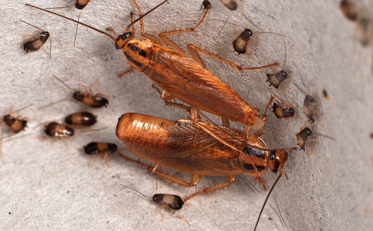 🔍 A 250-year-old mystery has been solved! Scientists have discovered the origins of so-called 'German cockroach'. #UWA @UWAresearch @BiolSci_UWA bit.ly/3V9rq9B