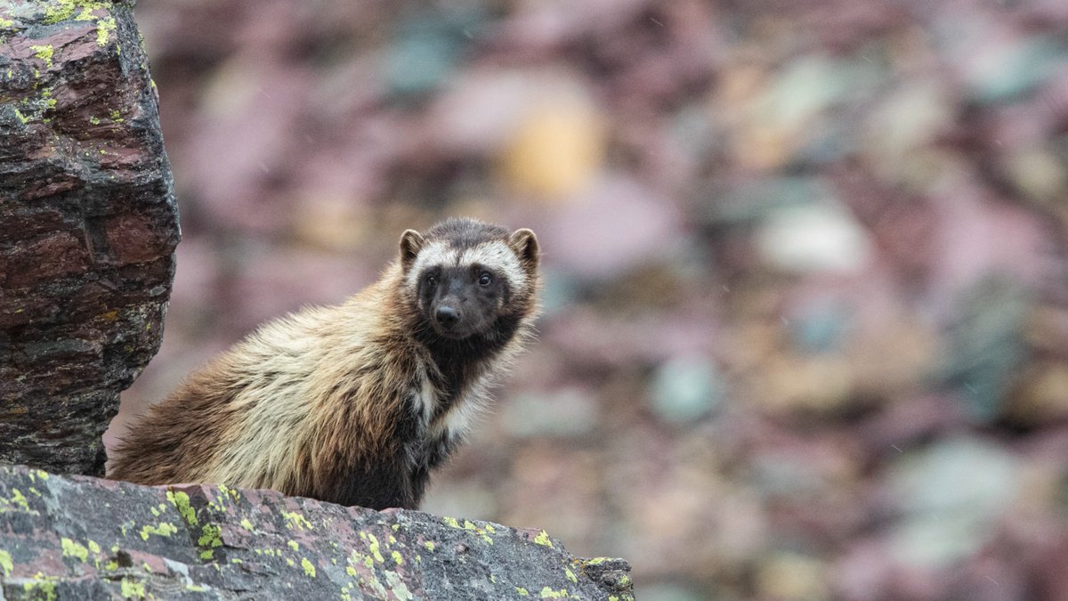It’s official — wolverines are making their comeback to Colorado. This evening, Governor Jared Polis signed Bill SB24-171 into law, giving us, at Colorado Parks & Wildlife, authority to reintroduce the North American wolverine to Colorado. Wolverines are a CO native species.