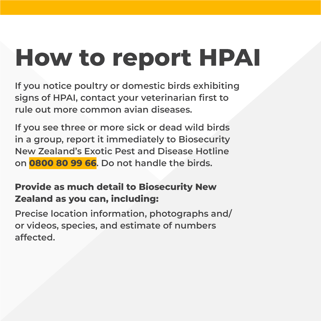 HPAI is a type of avian influenza, that has affected birds overseas. NZ has never had a case of HPAI and we are actively monitoring the risk to NZ. For tips on how to put good biosecurity measures in place now to protect your commercial flocks, visit: bit.ly/4bIj91A