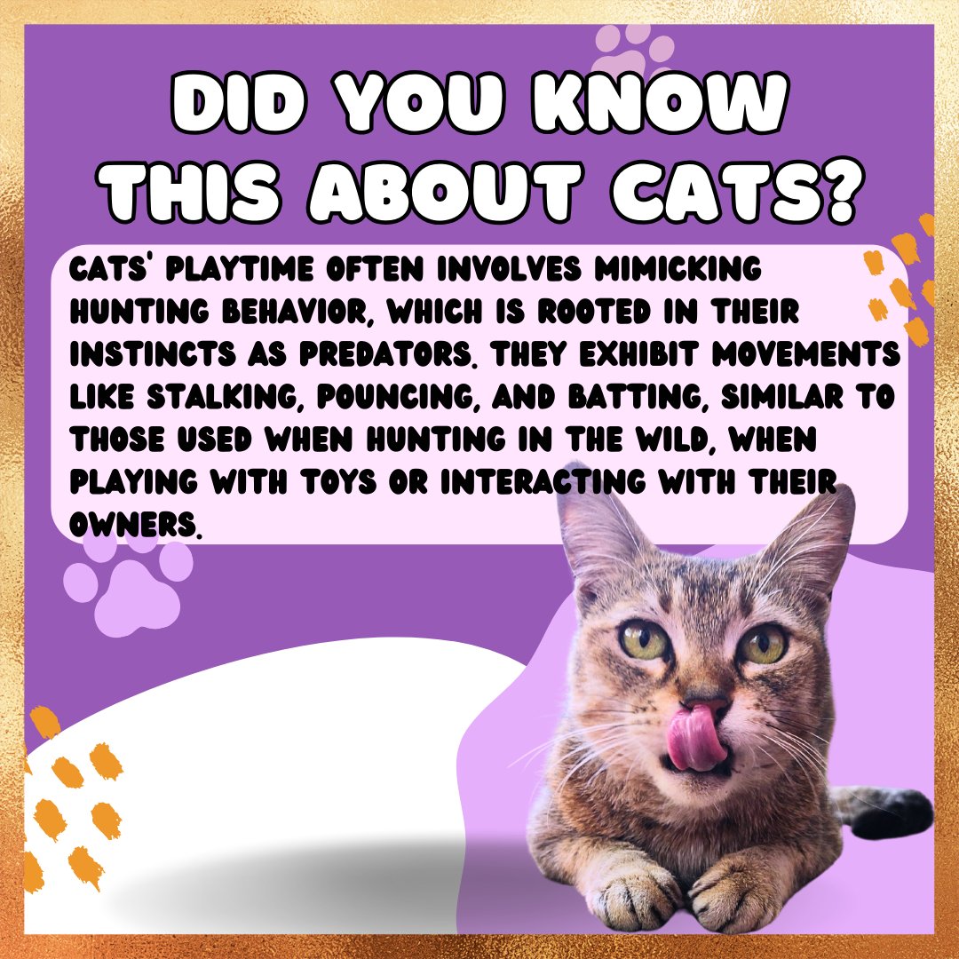 Did you know this fun fact about cats?
.
.
#trivia #catnip #catmeme #cattoys #funny #indiancat #hrikutoys #hrikucattoys #viral #trending