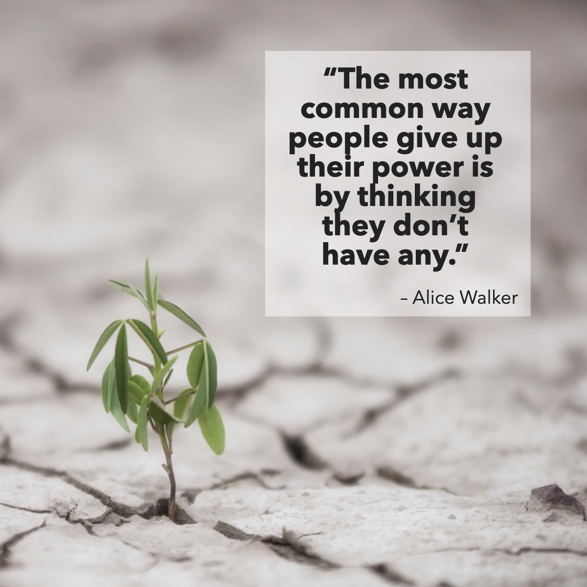 'The most common way people give up their power is by thinking they don’t have any.' 
— Alice Walker 👌

#wisdomquote #wisdomoftheday #quotegram #quoteoftheday #powerquote