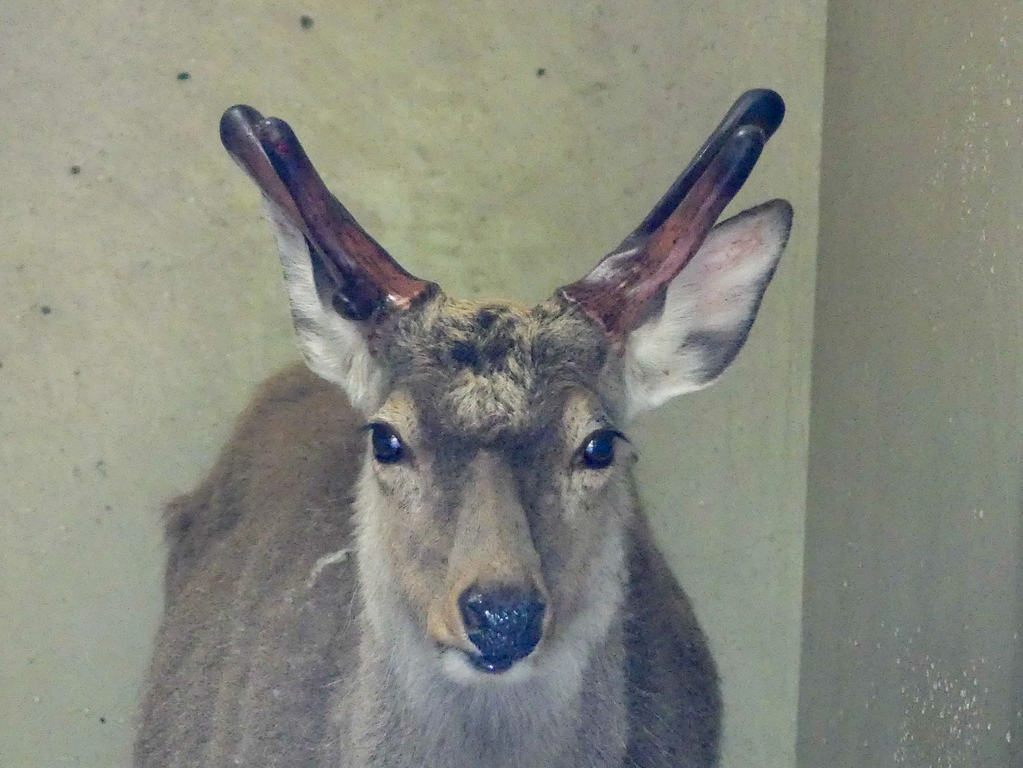 エゾシカ　角 上野動物園［公式］ on X: 