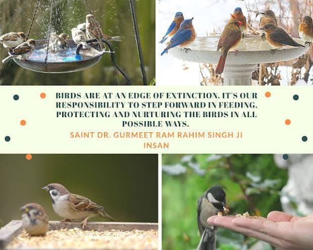 A morning spent for Birds Nurturing is the best one. It fulfills life with eternal joy. The great social reformer Saint Ram Rahim Ji is running this beautiful campaign along with millions of volunteers.
#HelpBirdsInSummers
@DSSNewsUpdates