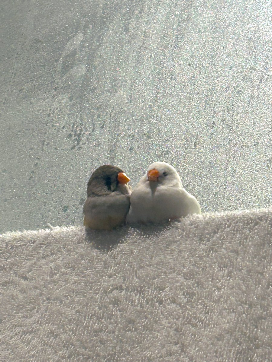 ドライヤー終わり待ち🐥🐥