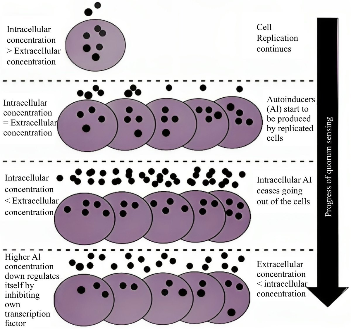 #SIF Wine fermentation's secret? Quorum sensing molecules! ARO genes in #Saccharomyces cerevisiae determine aromatic alcohol production, shaping wine's taste. @EcologicalAR #QuorumSensing #WineMicrobiology #Fermentation Details: maxapress.com/article/doi/10…