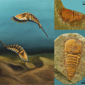 Qui sont les premiers ancêtres des scorpions, des araignées, des limules ? cnrs.fr/fr/presse/deco… Identification d'un fossile, lien entre les espèces modernes et celles du Cambrien (-505 millions d’années) Un vieux mystère de la paléontologie enfin résolu @CNRSecologie @CNRS