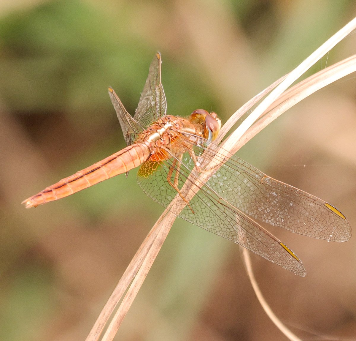 Scarlet skimmer #insects #dragonfly #IndiAves #BBCWildlifePOTD #titlituesday #wildlife #naturephotographyday #TwitterNatureCommunity #photooftheday @NatGeoIndia @NatureIn_Focus
