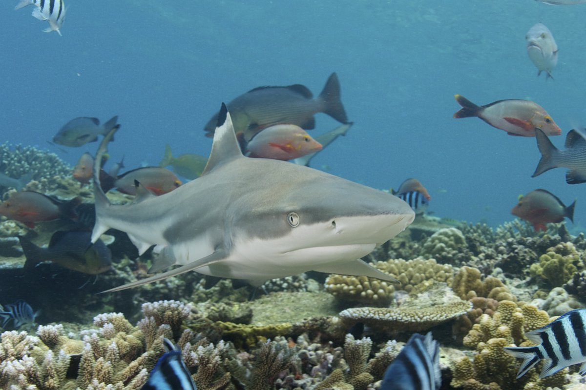 The study has far reaching implications. By carefully designing MPAs coordinated with fishery regulations, nations can implement ocean management in a way that halts biodiversity loss and ensures continued delivery of the benefits provided by iconic shark species